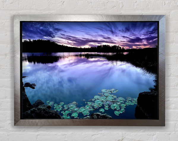 Calm Dusk Water Lily pads Framed Print