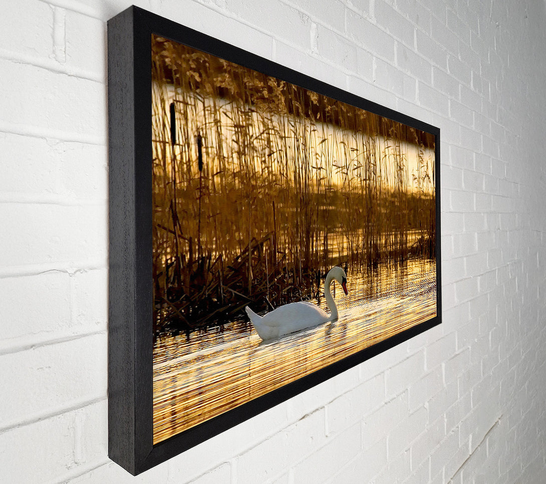  A Canvas Print of Swan Lake Canvas Print