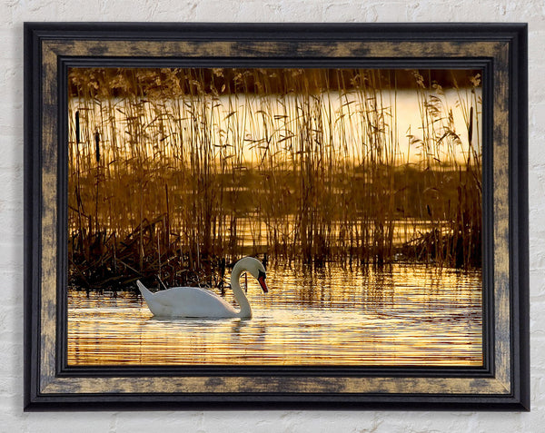 Swan Lake Framed Print