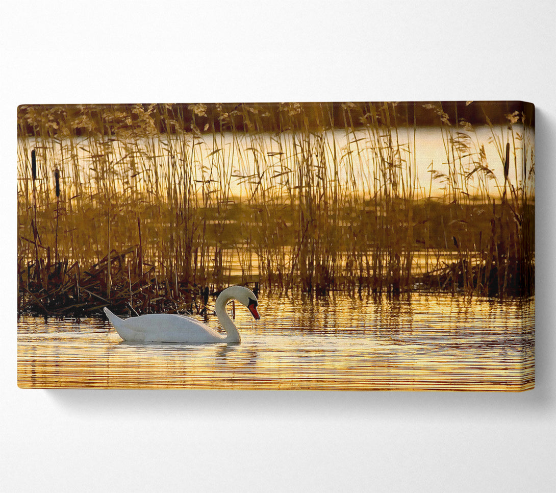  A Canvas Print of Swan Lake Canvas Print