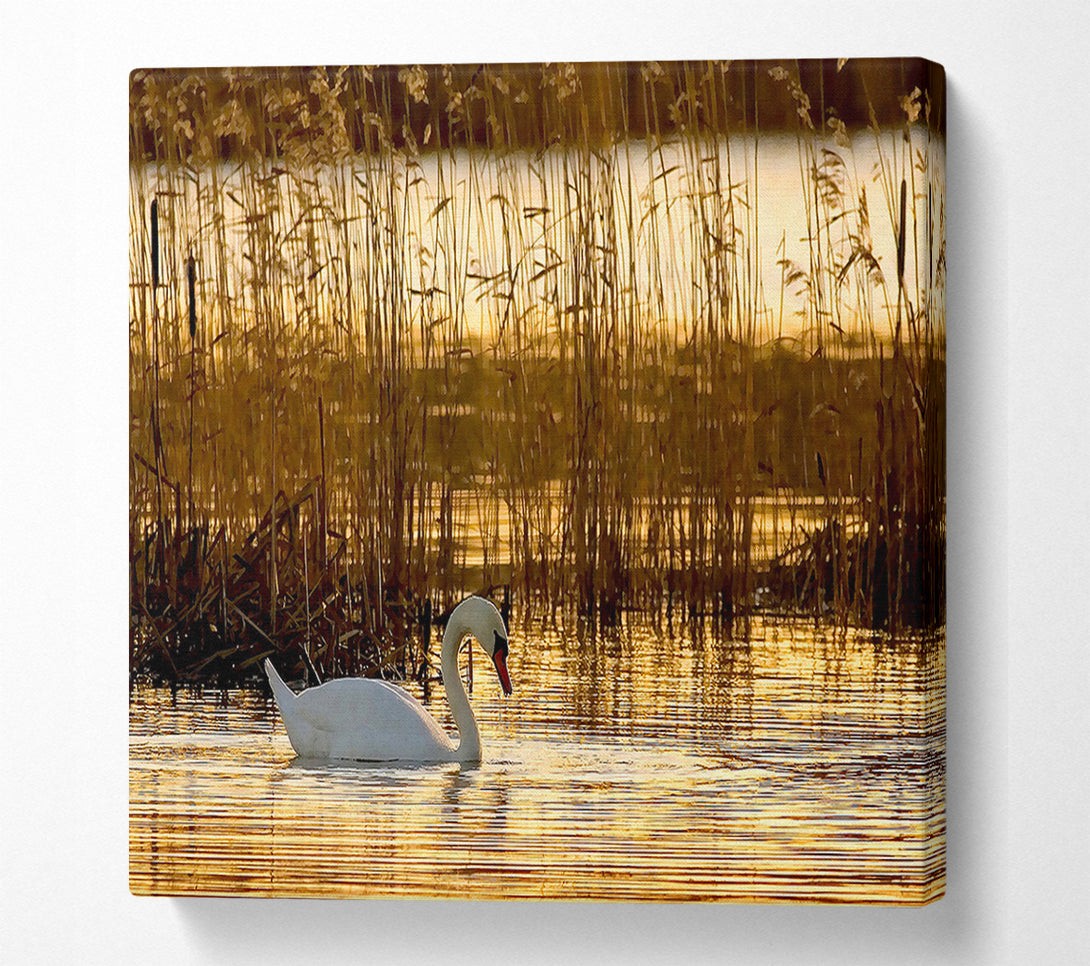  A Canvas Print of Swan Lake Canvas Print