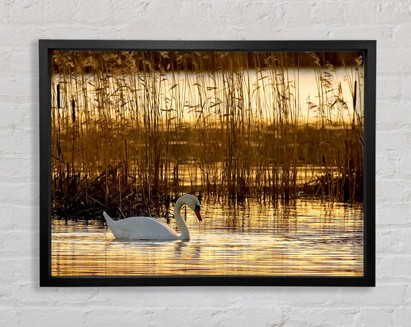 Swan Lake Framed Print