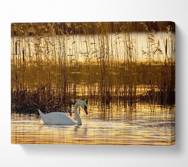  A Canvas Print of Swan Lake Canvas Print