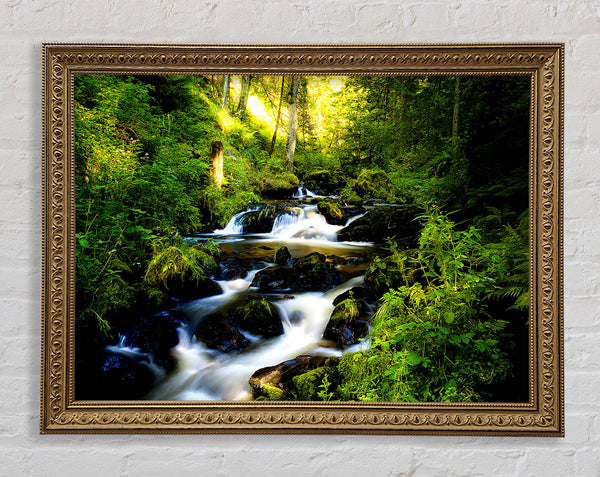 Black Forest In Germany Framed Print