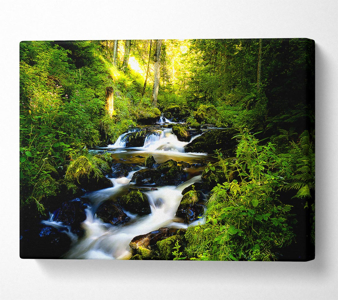  A Canvas Print of Black Forest In Germany Canvas Wall Art