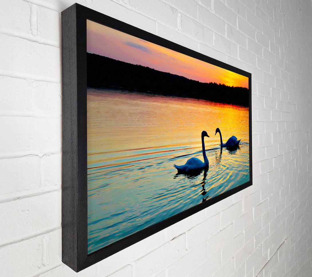  A Canvas Print of Lake Swans Canvas Print