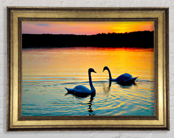Lake Swans Framed Print