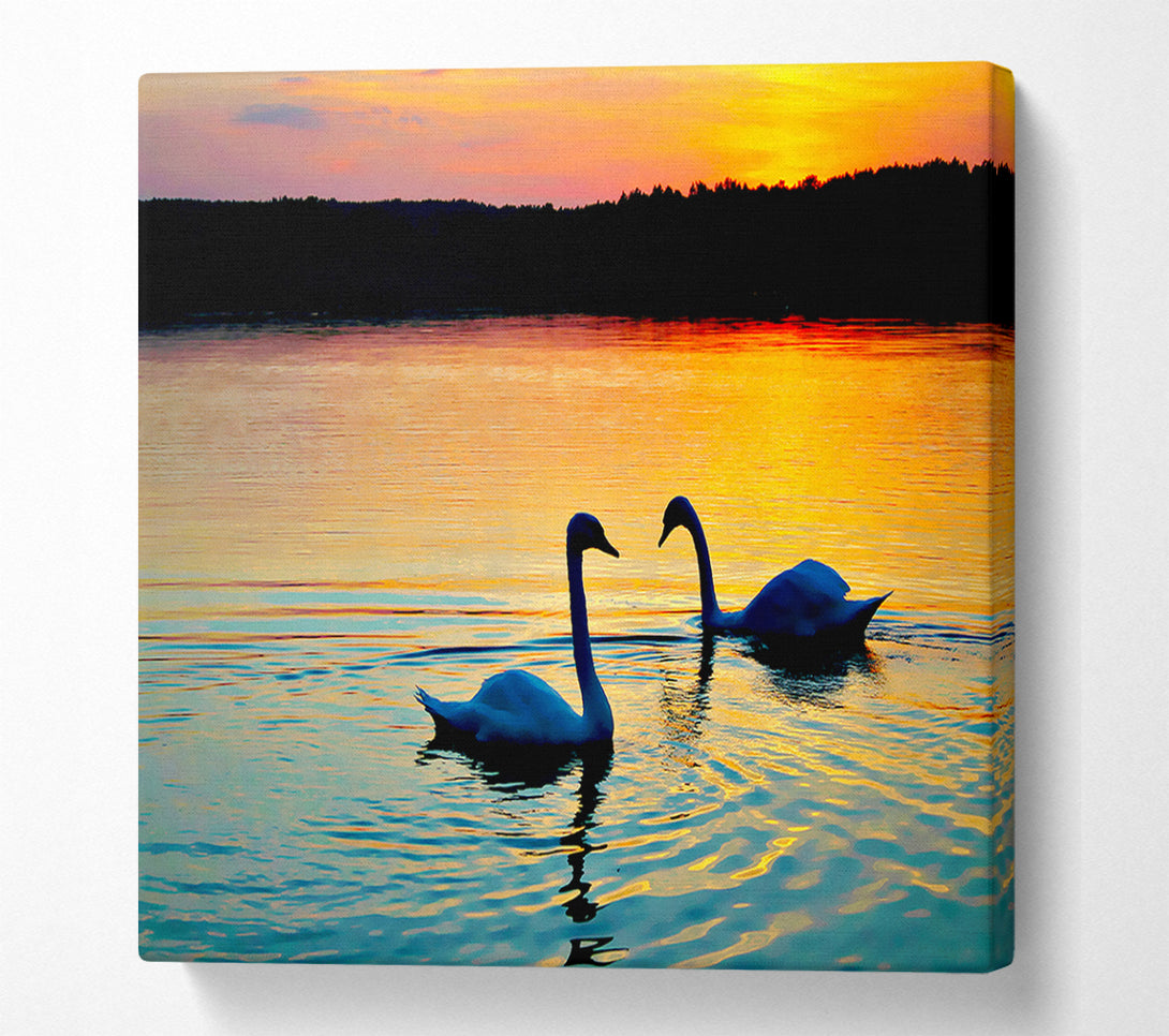  A Canvas Print of Lake Swans Canvas Print