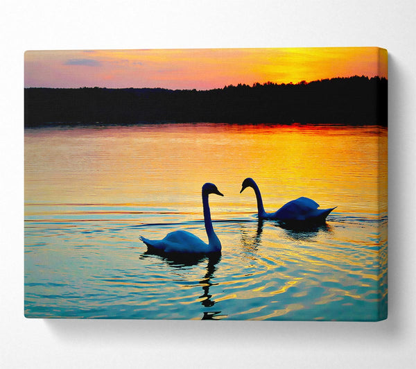  A Canvas Print of Lake Swans Canvas Print
