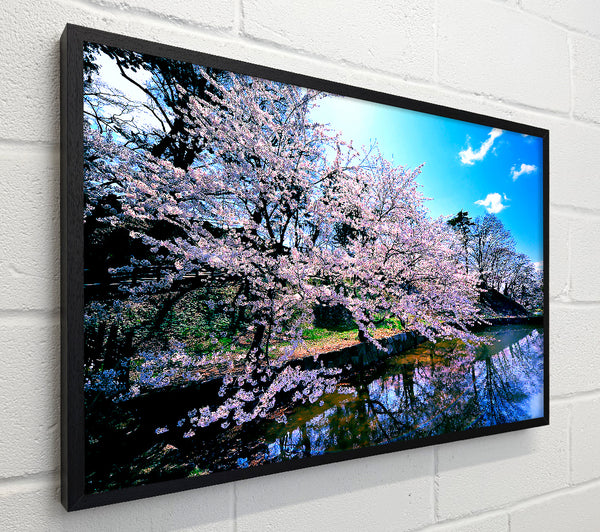 Cherry Blossom Trees