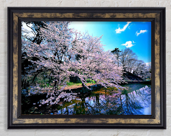 Cherry Blossom Trees Framed Print