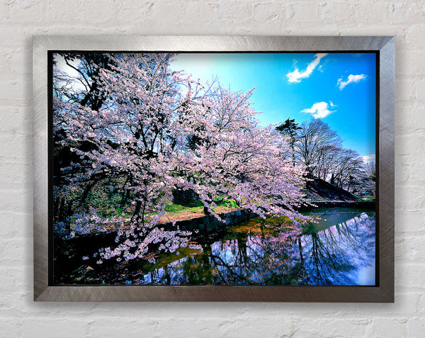 Cherry Blossom Trees Framed Print