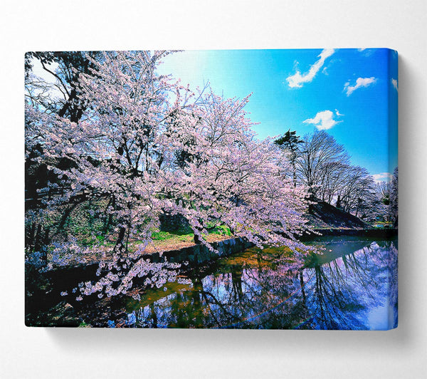  A Canvas Print of Cherry Blossom Trees Canvas Print