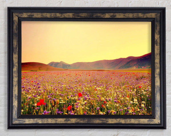Sunny Field Of Beautiful Wild Flowers Framed Print