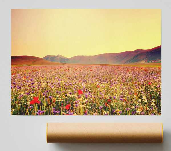 Sunny Field Of Beautiful Wild Flowers Poster