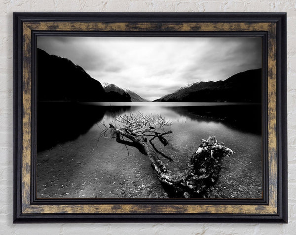 Tree In The Lake B n W Framed Print