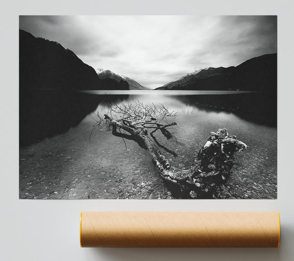 Tree In The Lake B N W Poster