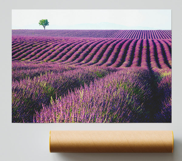 Summer Lavender Fields Giclee Print