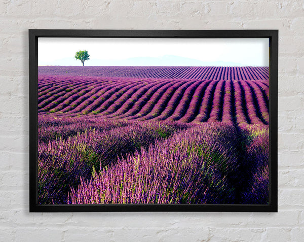 Summer Lavender Fields Framed Print