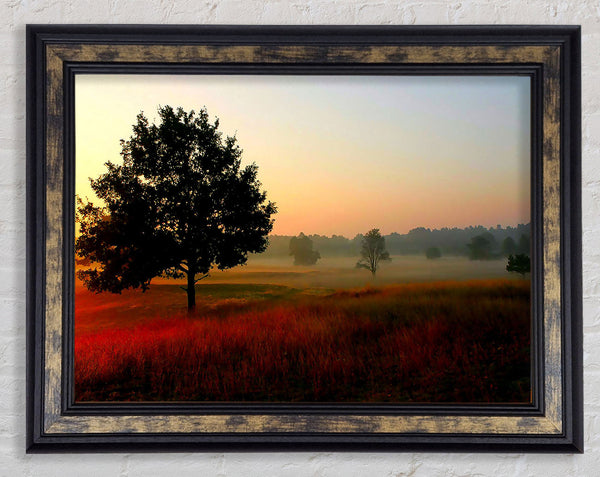 Autumn Sunrise Tree In The Mist Framed Print
