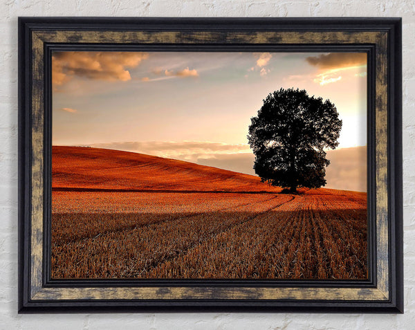 Lonesome Tree In The Field Autumn Framed Print