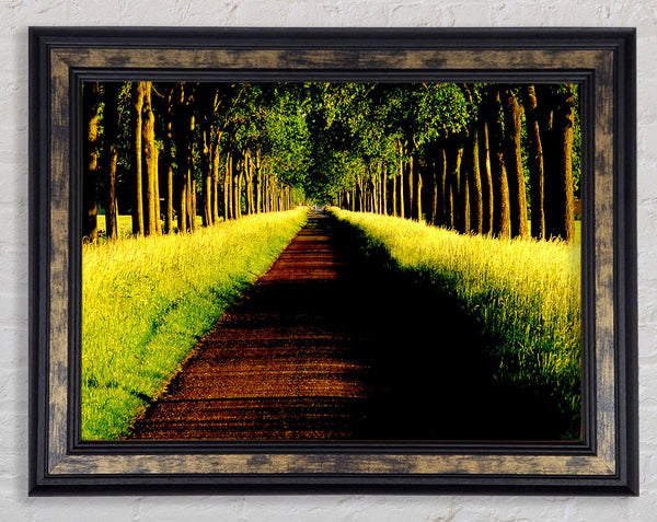 Tree Alley Framed Print
