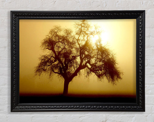 Early Morning Fog Tree Framed Print