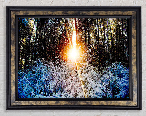 Sunlight Through Trees Winter Framed Print