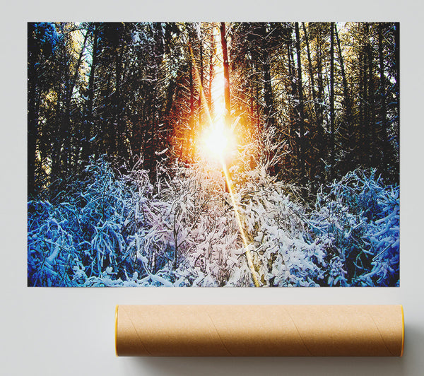 Sunlight Through Trees Winter Print