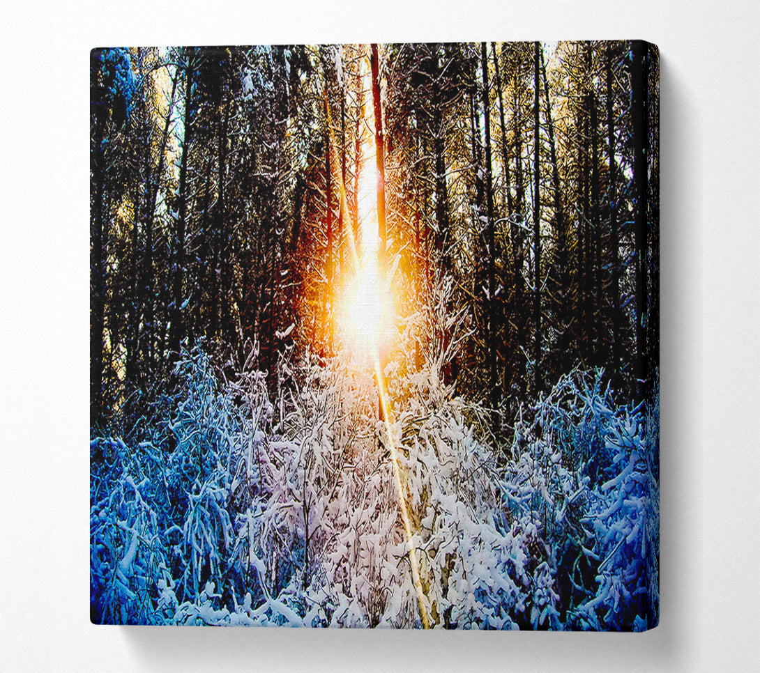  A Canvas Print of Sunlight Through Trees Winter Canvas Wall Art