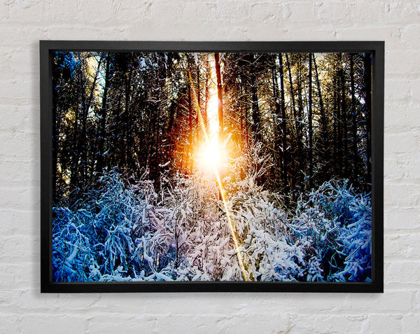 Sunlight Through Trees Winter Framed Print