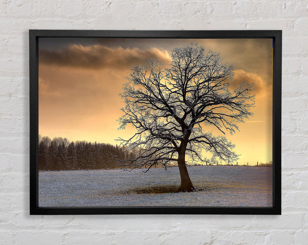 Solitary Tree Winter Framed Print