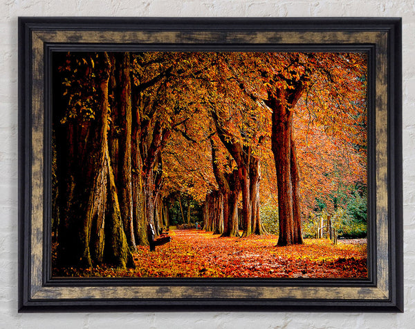 Park Autumn Framed Print