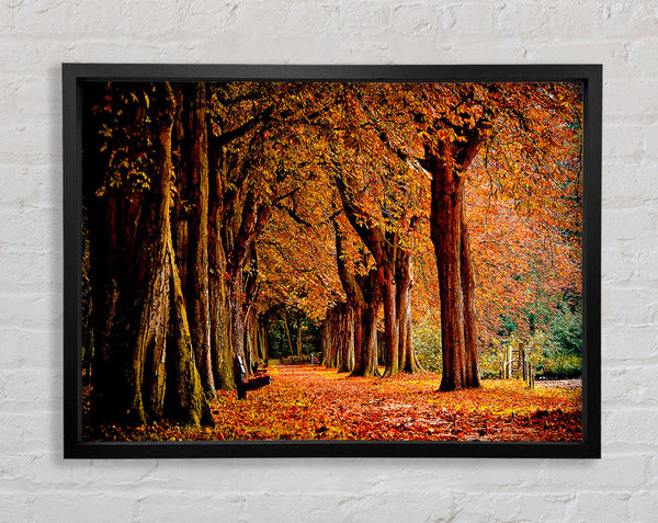 Park Autumn Framed Print