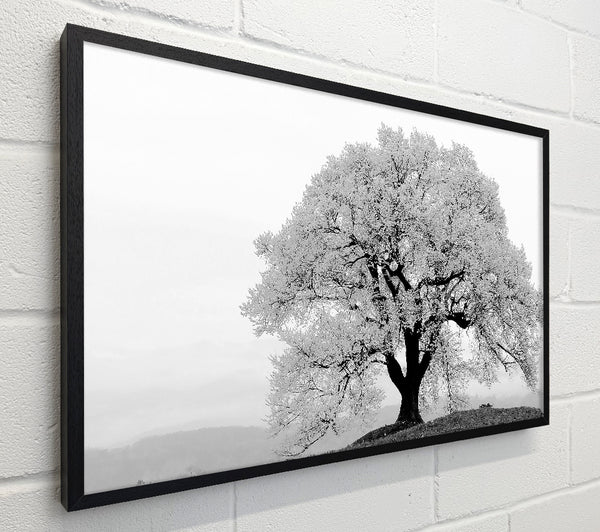 Blossomed Tree