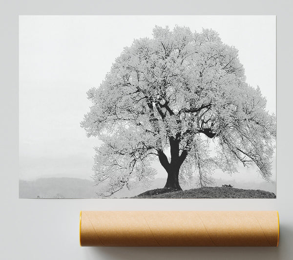 Blossomed Tree Poster