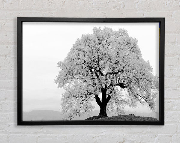 Blossomed Tree Framed Print