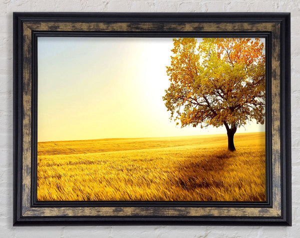 Golden Trees Fields Framed Print