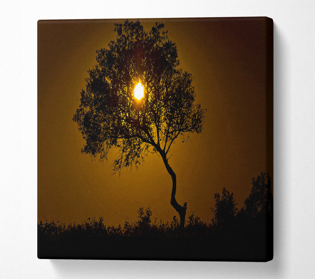 A Canvas Print of Chocolate Sunset Tree Canvas Print