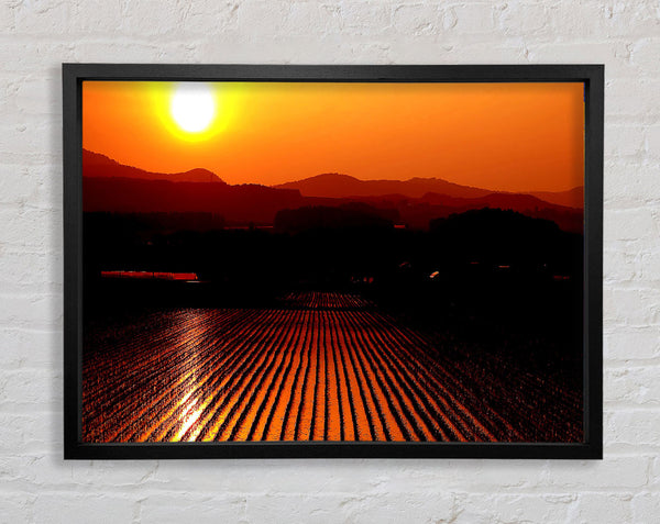 Rice Field Framed Print
