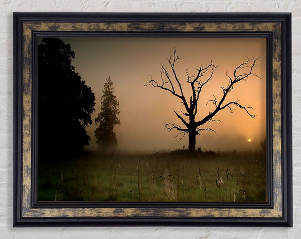 Winter Tree In The Mist Framed Print