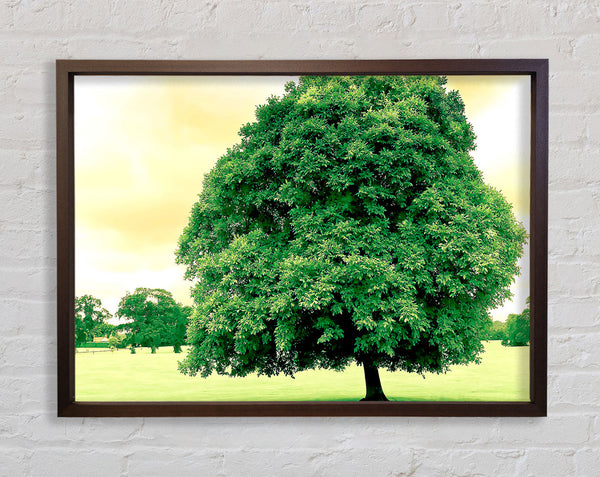Green Tree Framed Print