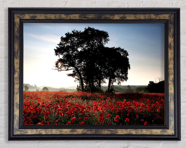 Sunset Poppy tree Framed Print