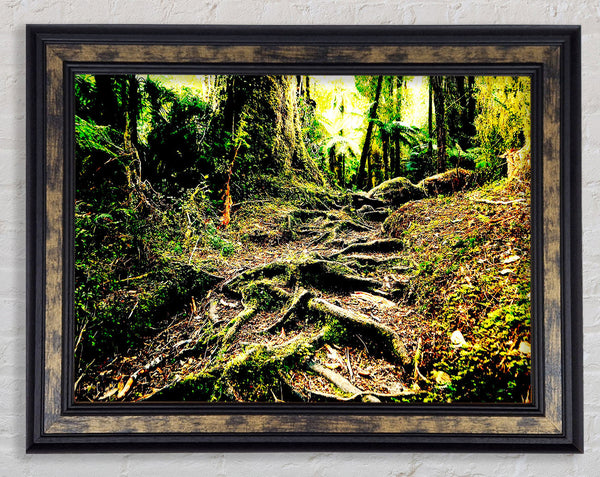 Roots Framed Print