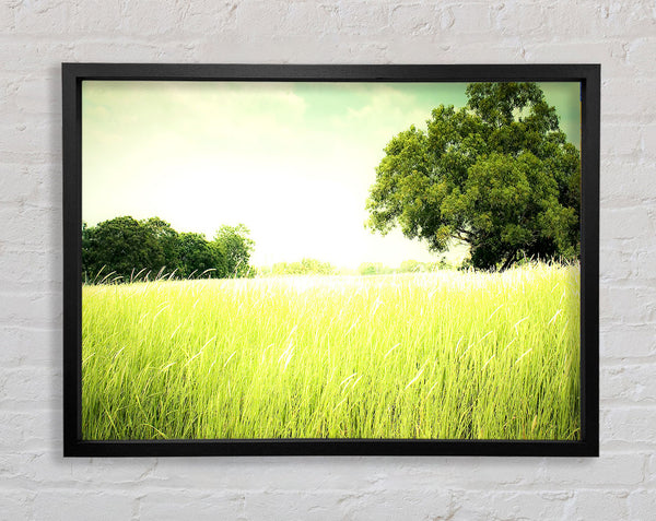 Summer Field Grass Framed Print