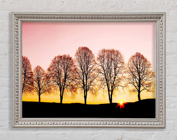 Beech Trees At Sunrise Framed Print