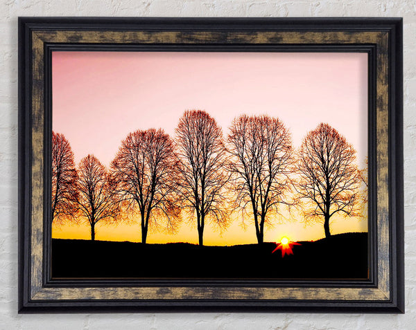 Beech Trees At Sunrise Framed Print