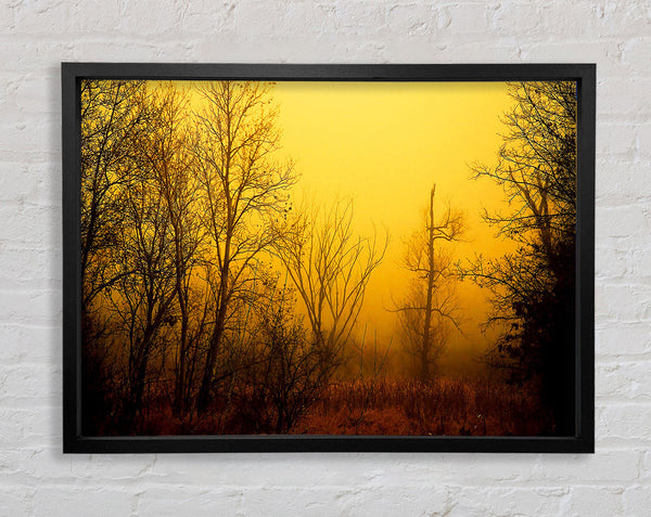 Stunning Golden Light In The Winter Forest Framed Print