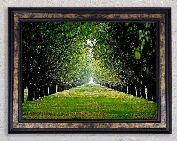 Orchard Framed Print