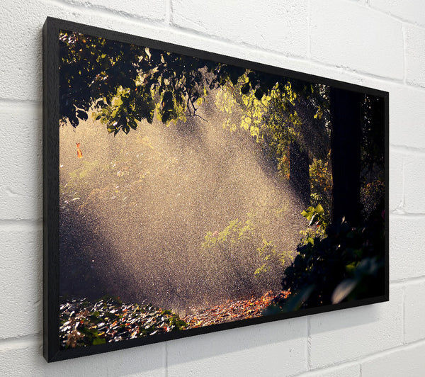 Summer Rain Forest